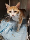 adoptable Cat in Evansville, IN named Hedley