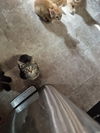 adoptable Cat in evansville, IN named Rome