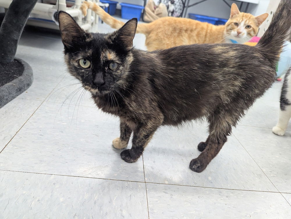 adoptable Cat in Evansville, IN named Kitty