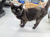adoptable Cat in Evansville, IN named Kitty