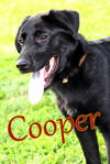 adoptable Dog in evansville, IN named Cooper