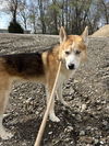 adoptable Dog in  named Kratos