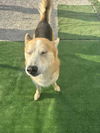 adoptable Dog in Evansville, IN named Kratos