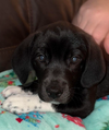 adoptable Dog in  named Bashful