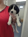 adoptable Dog in  named Happy