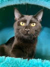 adoptable Cat in , IN named John Boy