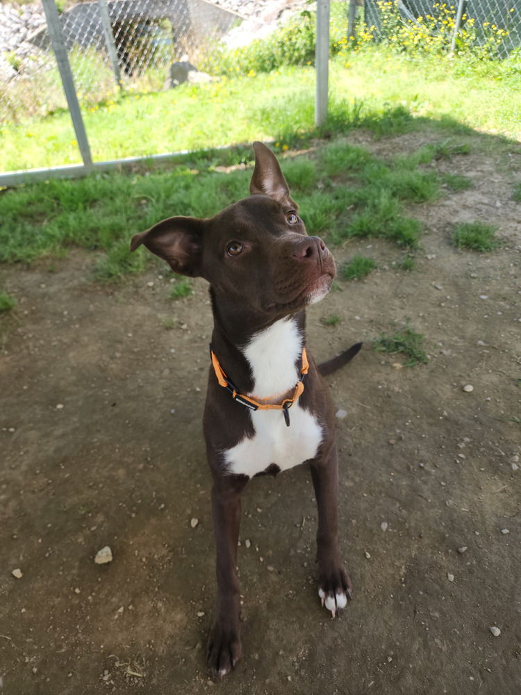 adoptable Dog in Evansville, IN named Charley