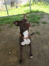 adoptable Dog in evansville, IN named Charley