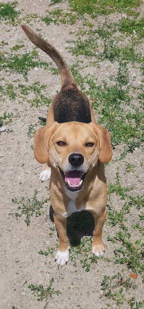 adoptable Dog in Evansville, IN named Kiara