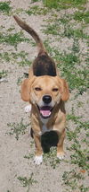 adoptable Dog in  named Kiara