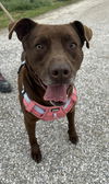 adoptable Dog in evansville, IN named Stella Grace