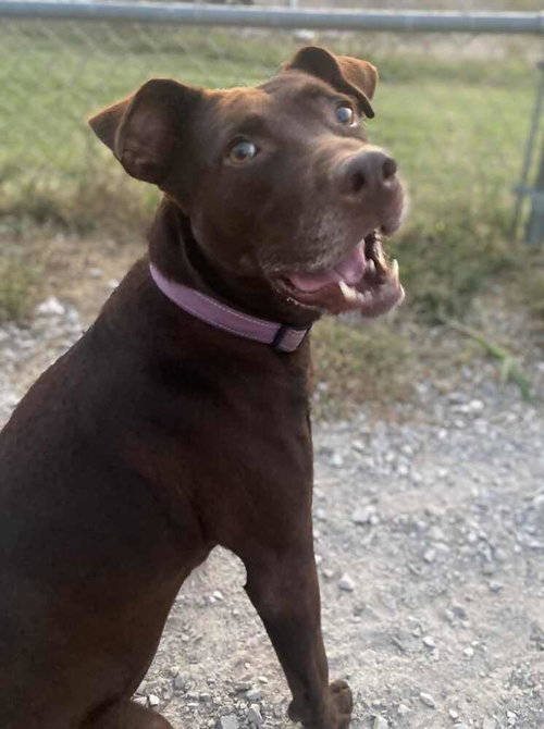 STELLA GRACE - Labrador Retriever / Pit Bull Terrier available for adoption