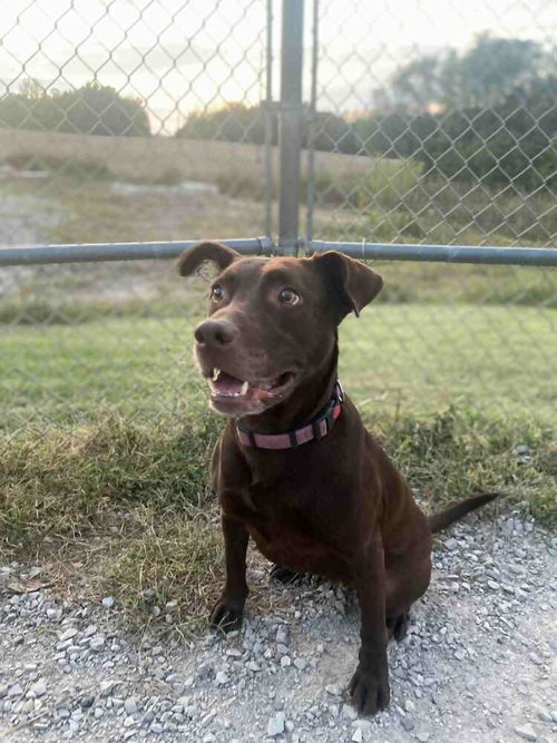 STELLA GRACE - Labrador Retriever / Pit Bull Terrier available for adoption