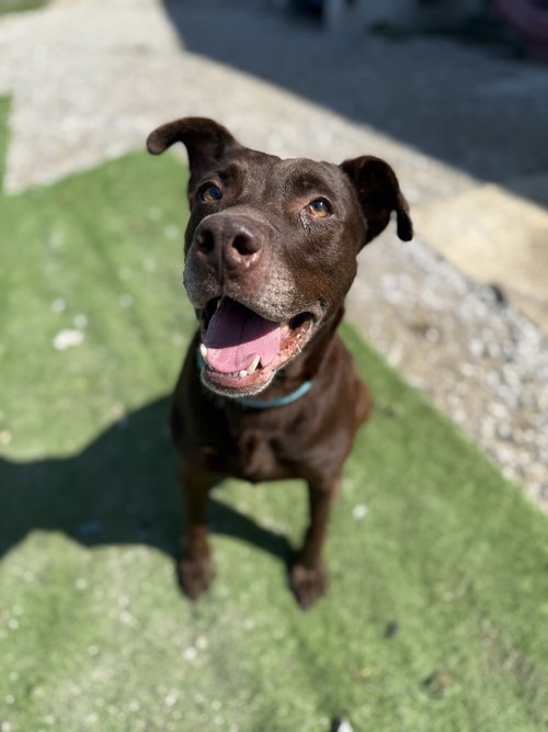 STELLA GRACE - Labrador Retriever / Pit Bull Terrier available for adoption