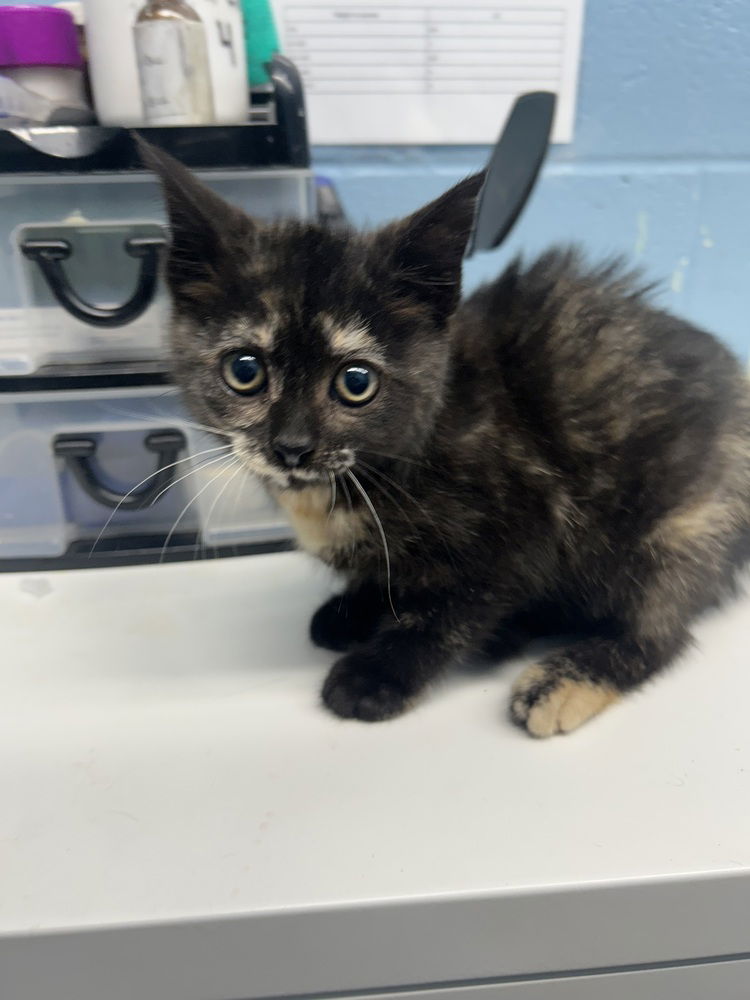 adoptable Cat in Evansville, IN named Checkers