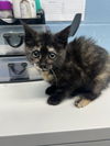 adoptable Cat in evansville, IN named Checkers