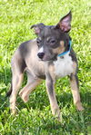 adoptable Dog in evansville, IN named Bluey