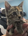 adoptable Cat in evansville, IN named Duckie