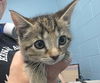 adoptable Cat in , IN named Gosling