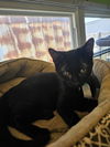 adoptable Cat in , IN named Isaiah B