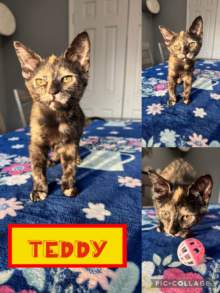adoptable Cat in Evansville, IN named Teddy F