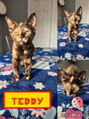 adoptable Cat in evansville, IN named Teddy F