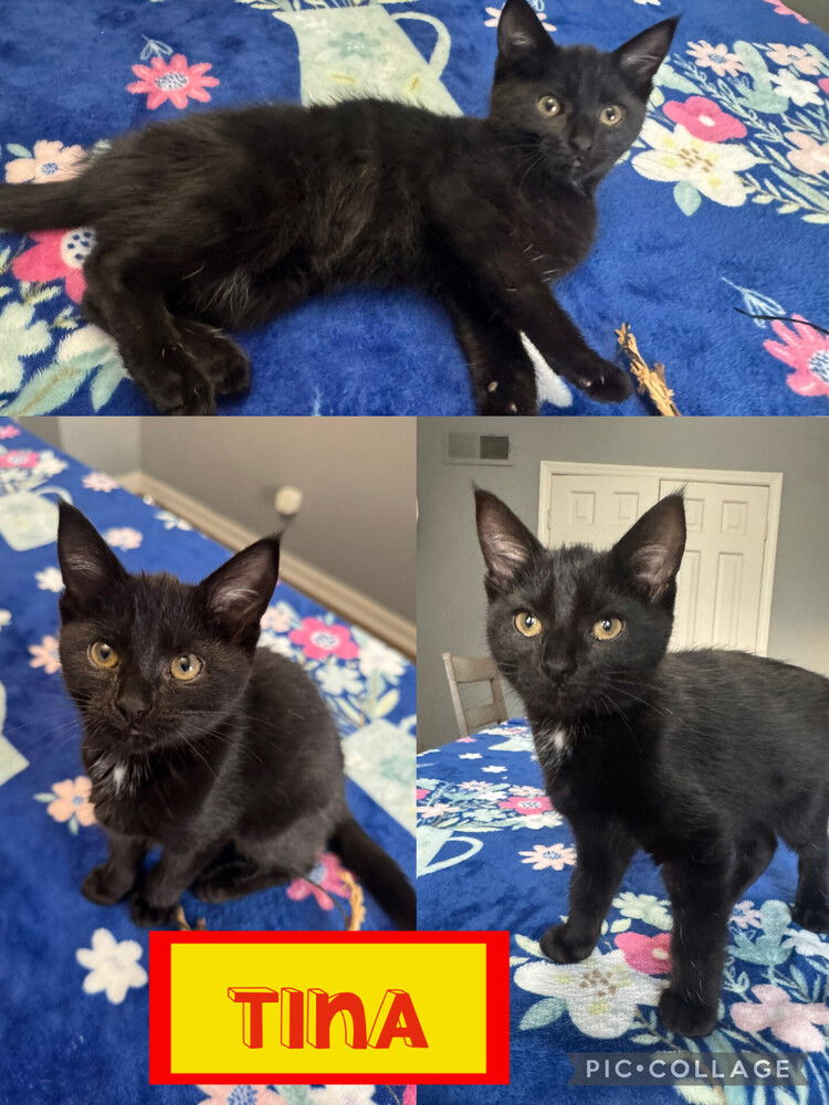 adoptable Cat in Evansville, IN named Tina F