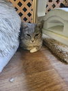adoptable Cat in evansville, IN named Whitney