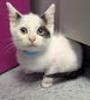 adoptable Cat in evansville, IN named Simon