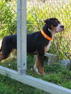 adoptable Dog in evansville, IN named Trinity