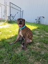 adoptable Dog in evansville, IN named Angel