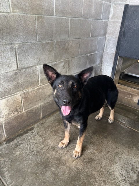 adoptable Dog in Evansville, IN named Sierra