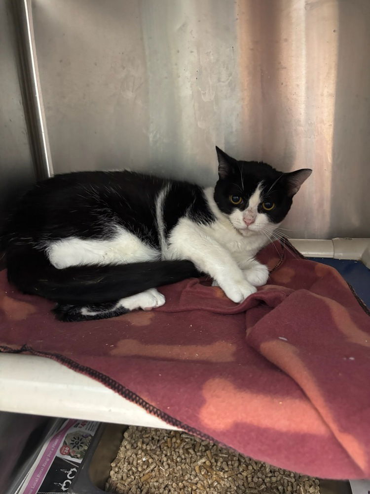 adoptable Cat in Evansville, IN named Whisky