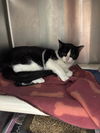 adoptable Cat in evansville, IN named Whisky