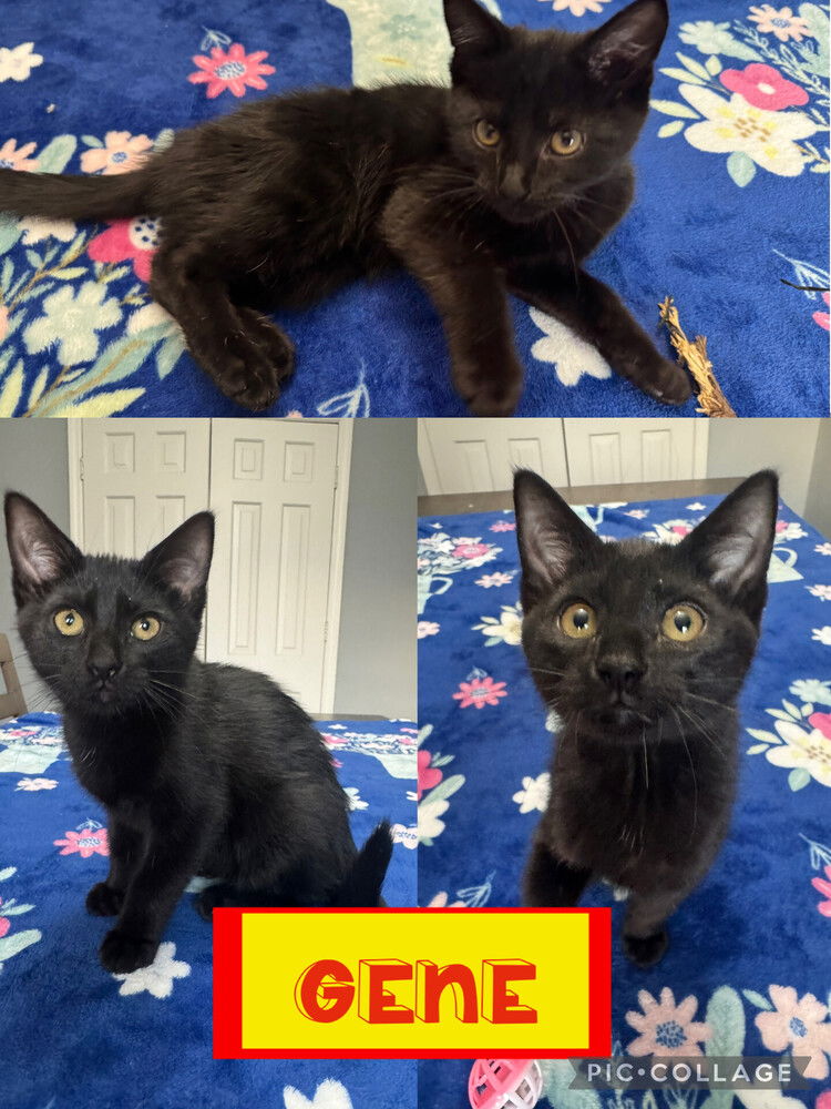 adoptable Cat in Evansville, IN named Gene F