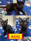 adoptable Cat in Evansville, IN named Gene F