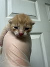 adoptable Cat in evansville, IN named Waltz
