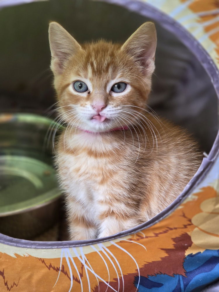 adoptable Cat in Evansville, IN named Bigelow