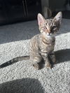 adoptable Cat in evansville, IN named Swan