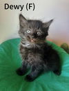 adoptable Cat in evansville, IN named Dewy