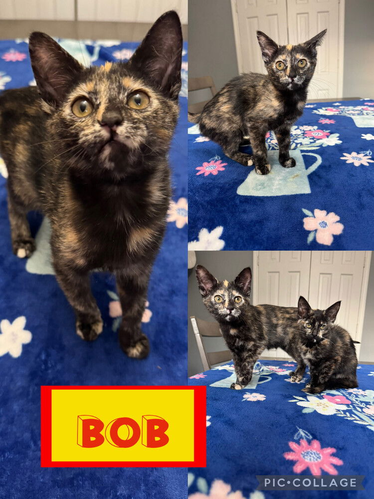 adoptable Cat in Evansville, IN named Bob F
