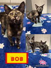 adoptable Cat in evansville, IN named Bob F