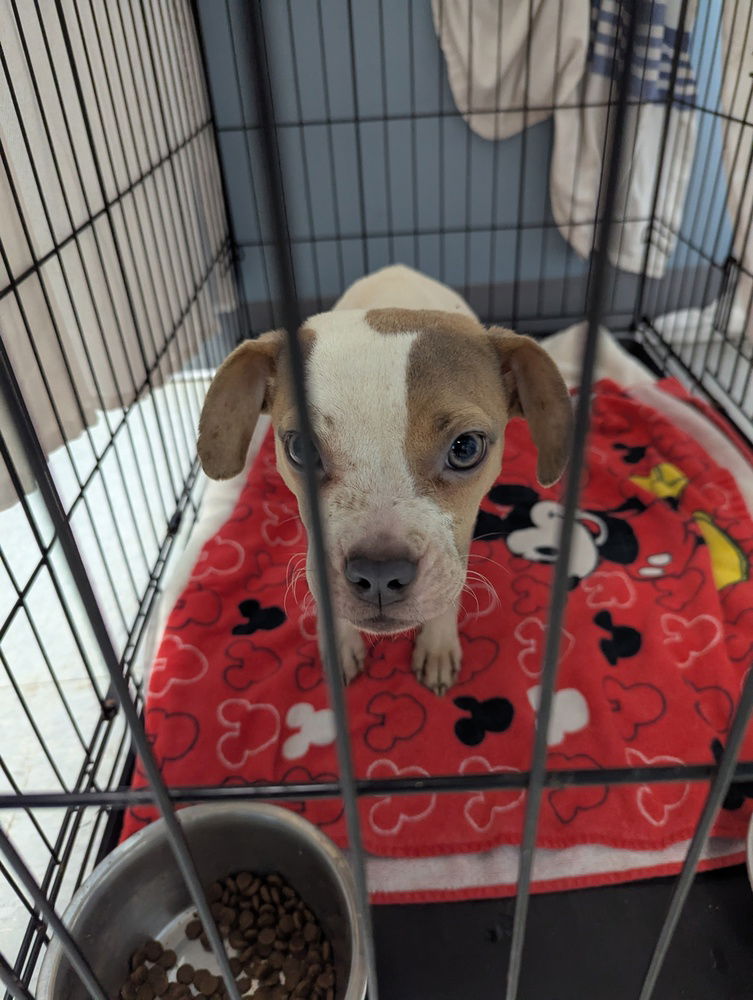 adoptable Dog in Evansville, IN named Bingo