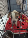 adoptable Dog in  named Bingo