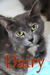 adoptable Cat in evansville, IN named Dairy