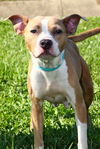 adoptable Dog in evansville, IN named Chilli