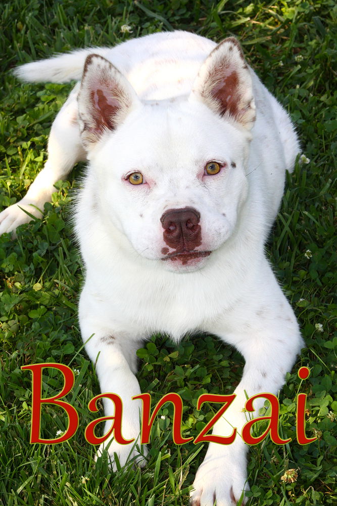 adoptable Dog in Evansville, IN named Banzai