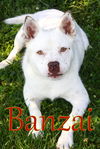 adoptable Dog in  named Banzai