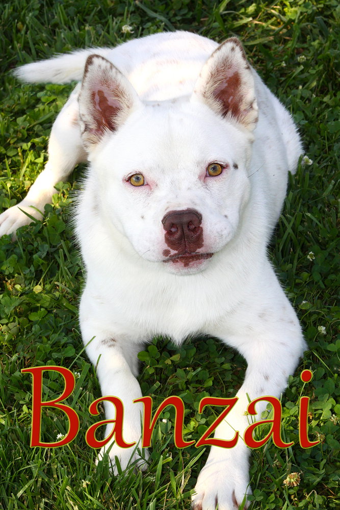 Banzai