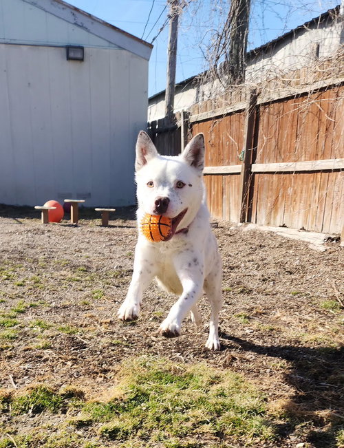 BANZAI - Cattle Dog available for adoption